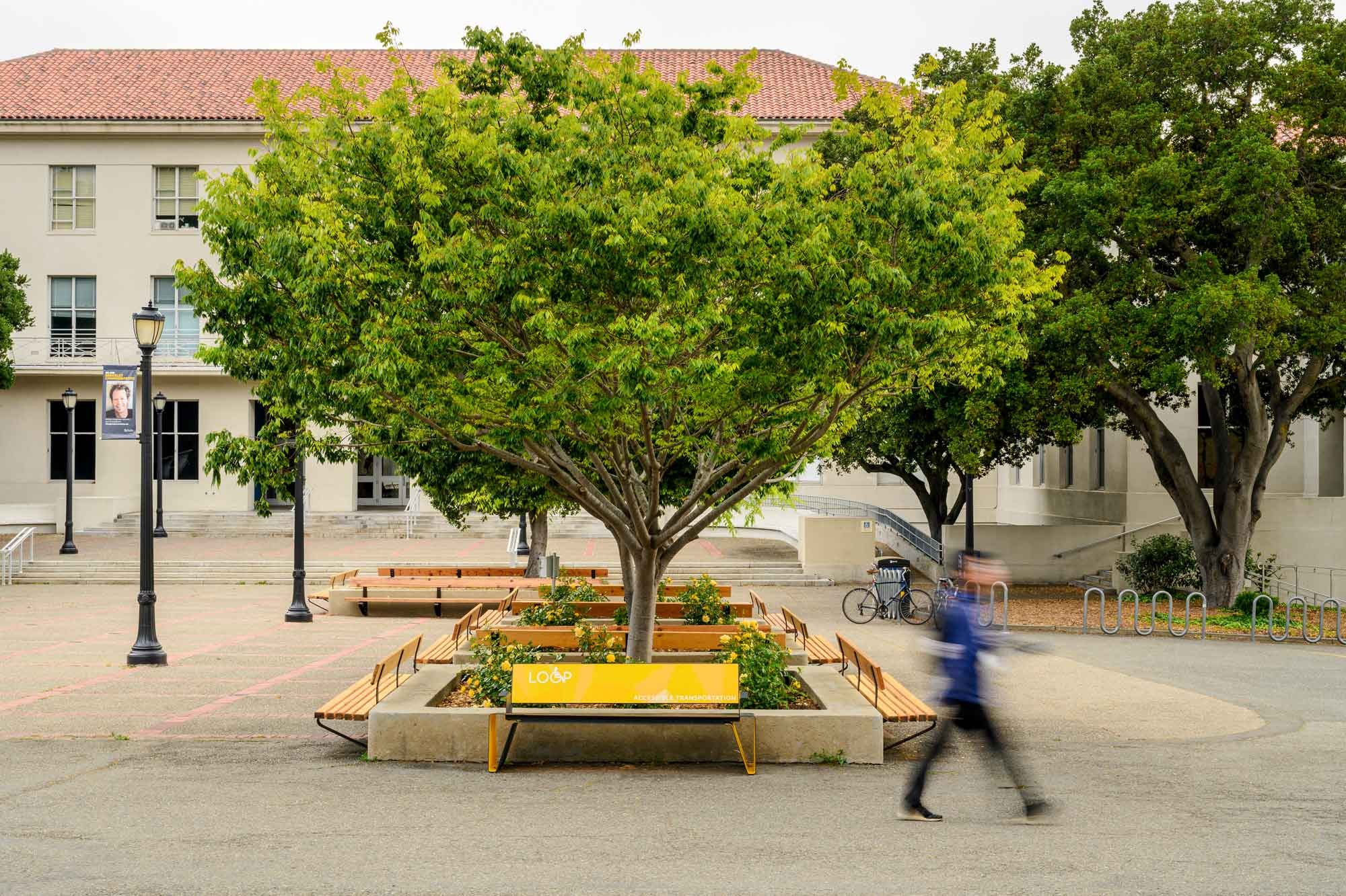 UC Berkeley Loop bench under a beautiful sakura tree in front of the Dwinelle Hall 